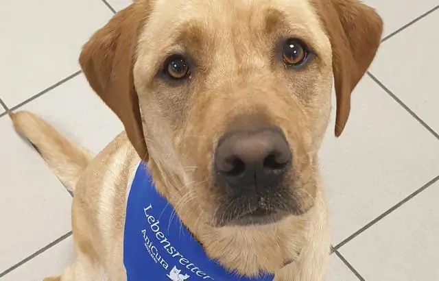 Как спасти морскую птицу