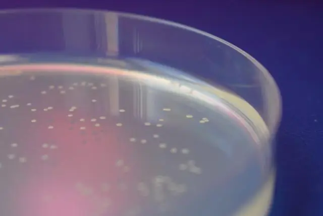 Использование кишечной палочки для создания биопродуктов, таких как биодизель, экономически эффективным способом