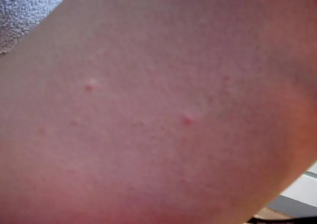 Как формируются узоры птичьих перьев