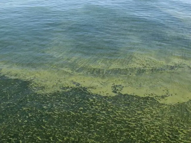 Изучение взаимодействия видов с помощью дистанционных фотоловушек