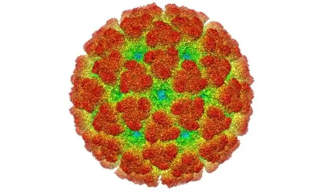 Исследование прослеживает происхождение Чикунгунья в Бразилии