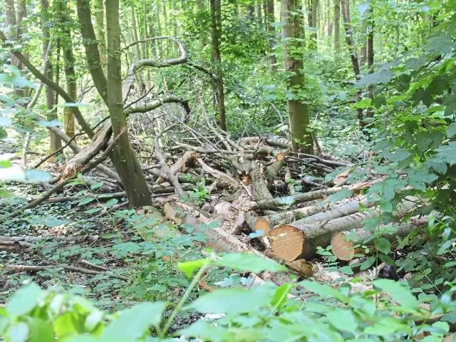 Можем ли мы решить проблему изменения климата, не жертвуя качеством воды?