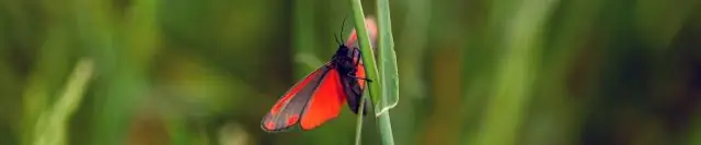 Восстановление лесов, важных для сохранения