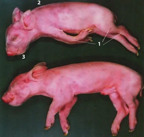 Радиоустойчивая кишечная палочка, выведенная в лаборатории, дает представление о репарации ДНК