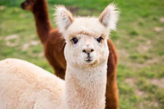 Изготовленные на заказ белки могут помочь в создании антител для борьбы с ВИЧ