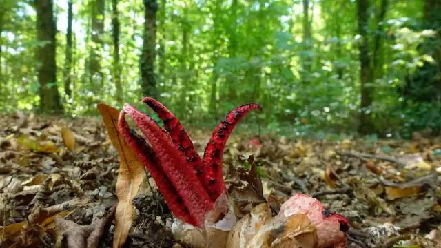 Как грибы влияют на глобальную колонизацию растений