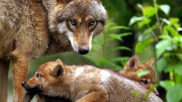 Возвращение волков: как тактика побега оленей помогает спасти им жизнь