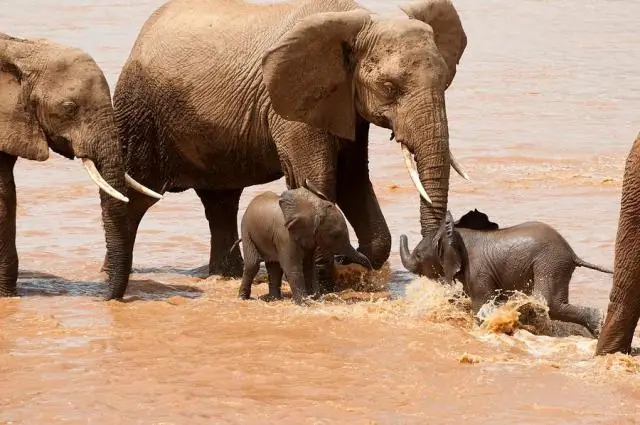 Азиатские слоны могут потерять до 42 процентов подходящих мест обитания в Индии и Непале