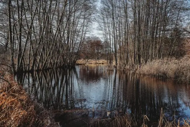 Леса, поглотители углерода не могут компенсировать задержки в обезуглероживании экономики, утверждают эксперты