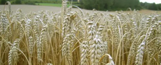 Больше людей всегда означает меньше африканских хищников, верно? Неа