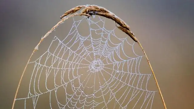 Шёлк паука можно использовать в качестве мускула робота: необычное свойство сверхпрочного материала можно использовать для скручивающих или тянущих движений