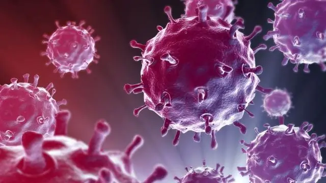 Новый входной портал для вирусов гриппа