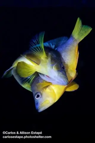 Как в море появляются новые виды: исследование проливает новый свет на фундаментальный вопрос эволюционной биологии