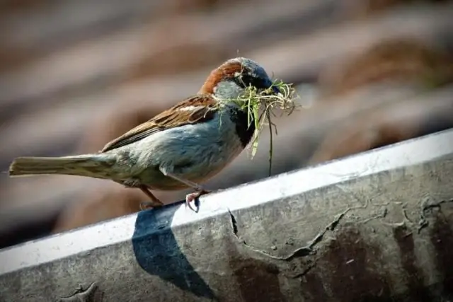 Умирающие деревья в городах? Винить его на тротуаре