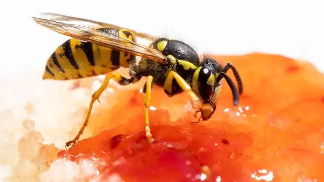 Хьюстон, мы здесь, чтобы помочь фермерам: ECOSTRESS Международной космической станции собирает данные о растениях