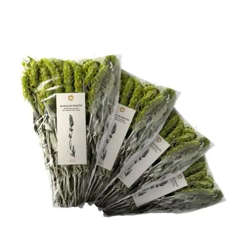 Клеточное исследование раскрывает ключевой механизм, связанный со здоровым развитием