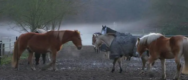 На льдине Гренландии идет дождь – зимой: изменение погоды вызывает таяние