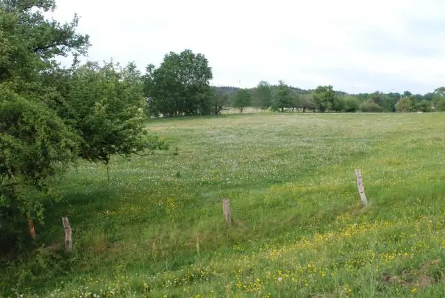 Насекомые в упадке: на сельхозугодьях проигрывают опоздавшие