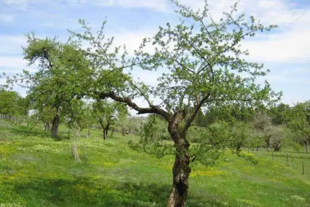 Экологи находят «пейзаж бесстрашия» в раздираемой войной саванне: документирование трофического каскада с леопардами, антилопами и растениями