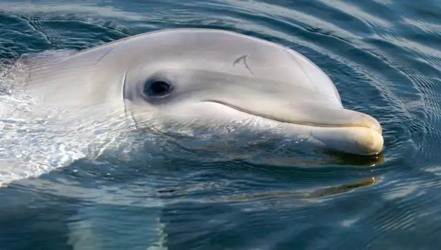 «Специализированные» микробы внутри видов растений способствуют разнообразию: саженцы деревьев менее эффективно растут в почве, расположенной ниже их «материнского» дерева