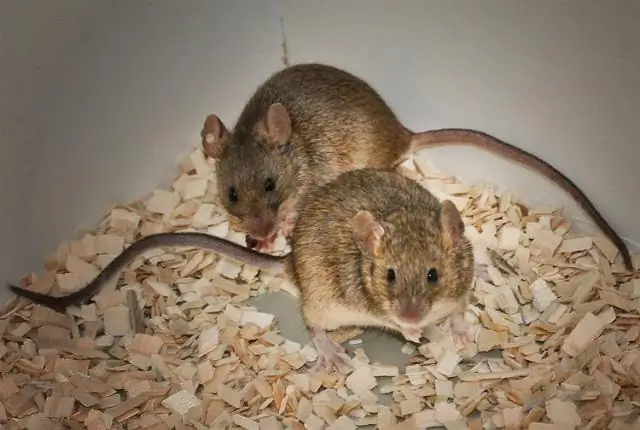 Феромоны и социальный статус: мачо лучше пахнут