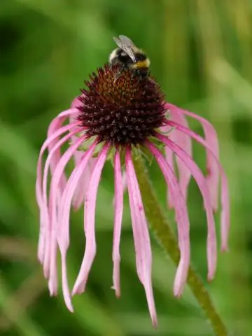 Новый вид стилетной змеи, способный наносить удары вбок, обнаружен в Западной Африке