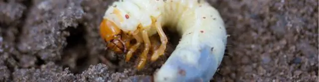 Кишечный микробиом обыкновенного жука приносит пользу лесам и открывает перспективы для биоэнергетики