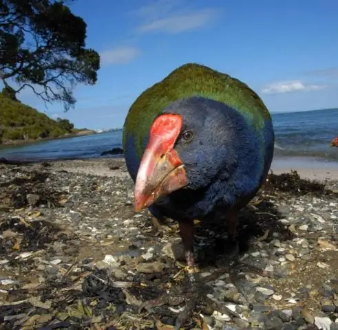 Обнаружено палеолитическое искусство с изображением птиц и людей: исключительная веха в европейском палеолитическом наскальном искусстве