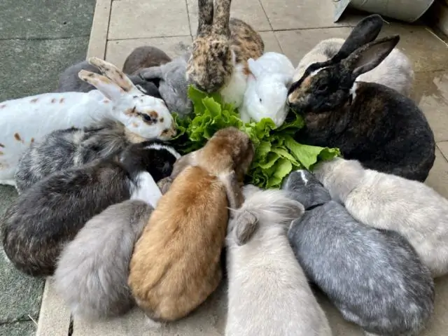 Для гиен в клане нет "я"