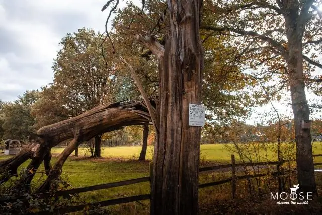 Маленькие совы в движении