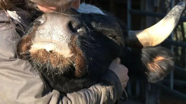Изменение климата может уничтожить расписных черепах