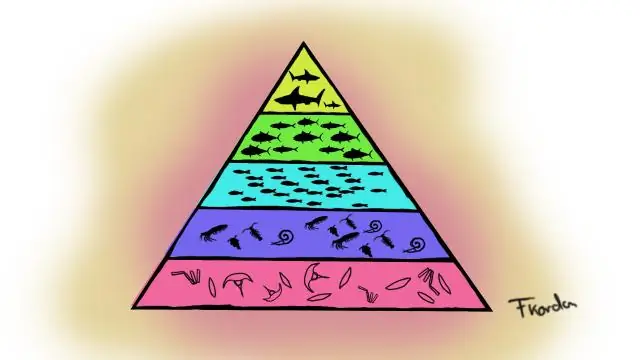 Тунас, акулы и корабли в море