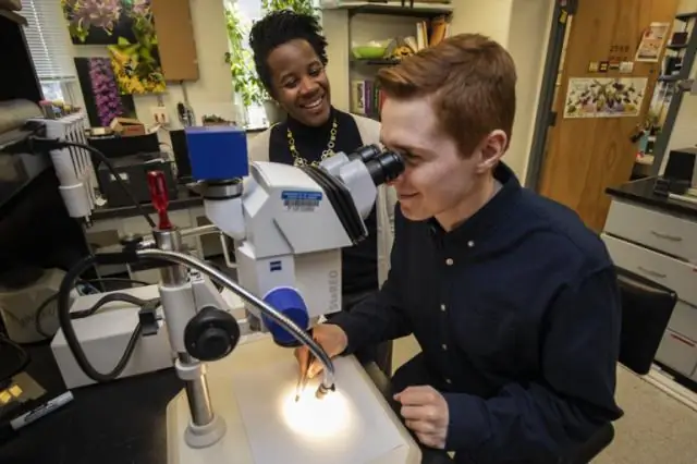 Пестициды влияют на развитие и продолжительность жизни гнездящихся на земле пчел: исследование изучает малоизученные последствия воздействия почвы на подземные колонии