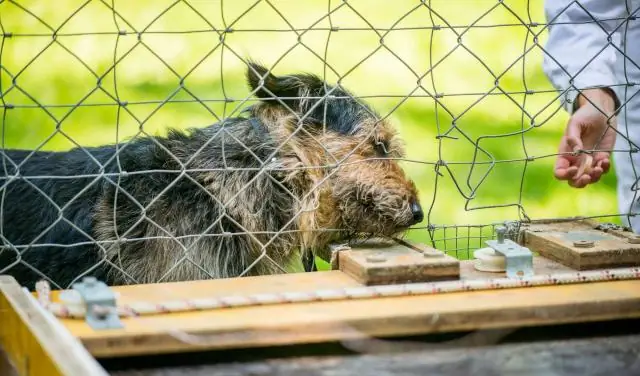 Волки ведут, собаки следуют за ними, и оба сотрудничают с людьми