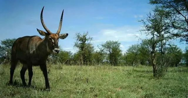 Ученые оставили камеры-ловушки, чтобы заснять диких обезьян – смотрите, что происходит