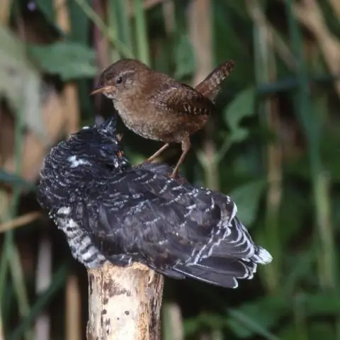 Отслеживание черепах с помощью телеметрии: новая модель предсказывает, куда путешествуют кожистые черепахи восточной части Тихого океана, чтобы помочь защитить исчезающие виды
