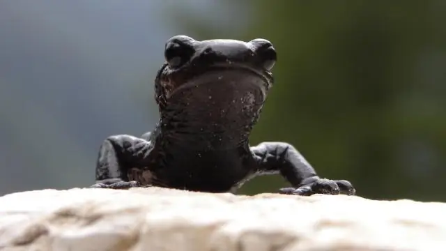 У этого вида нематод для размножения нужны самцы, а не их гены