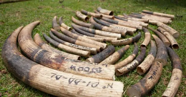 Назад к чертежной доске для защитников природы, борющихся с инфекционным заболеванием попугаев