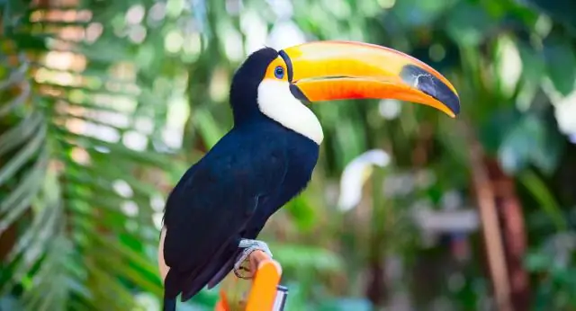 Уникальные руки млекопитающих начали развиваться до того, как появились динозавры