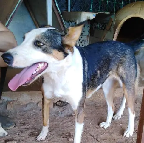 Брометалин отравляет попугаев Телеграф Хилл, показало исследование