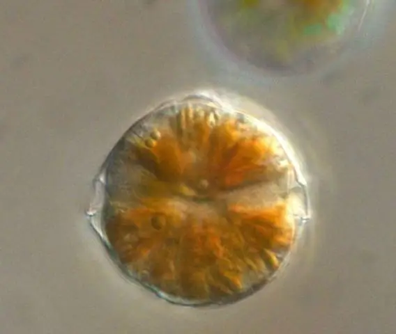 Открытие паразитарного цикла мышьяка может дать представление о жизни в более теплых океанах будущего