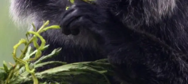 Новая модель идентифицирует виды приматов, которые могут распространять вирус Зика в Северной и Южной Америке: интерактивные карты могут направлять усилия по наблюдению и защищать здоровье людей