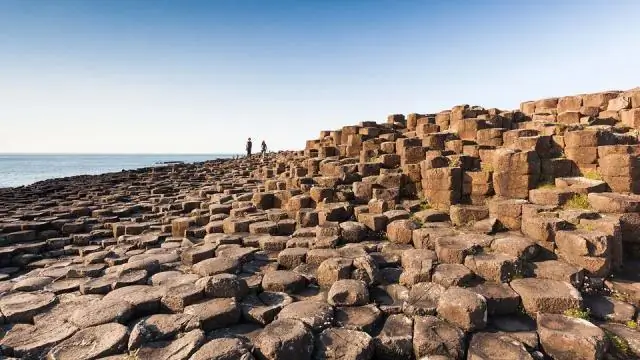 Выбрасывание жгутиков может помочь микробам экономить энергию во время истощения питательных веществ