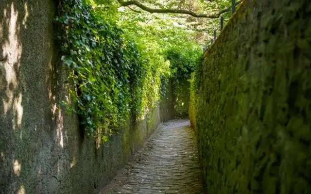 Что заставляет эволюцию идти вспять?