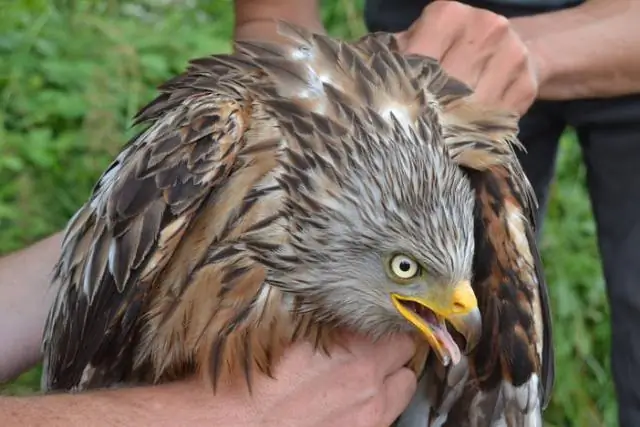 Семьи медоносных пчел более успешны, собирая корм на неурожайных полях