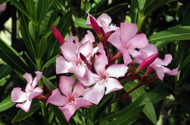 Какая нефть оставляет после себя 2,5 миллиарда галлонов воды каждый день в США