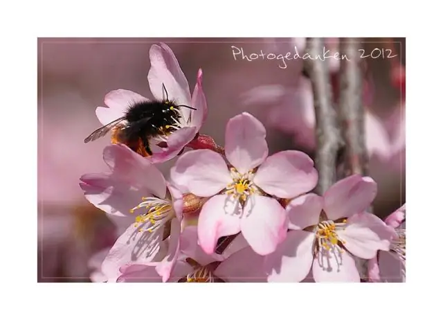 Остерегайтесь этой весной спящих маток шмелей под ногами