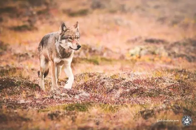 Недавнее распространение койотов по Северной Америке не погубило популяции оленей