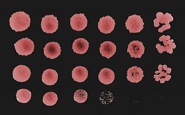 Скрытые белки, обнаруженные в бактериях: наука опровергает давнее предположение