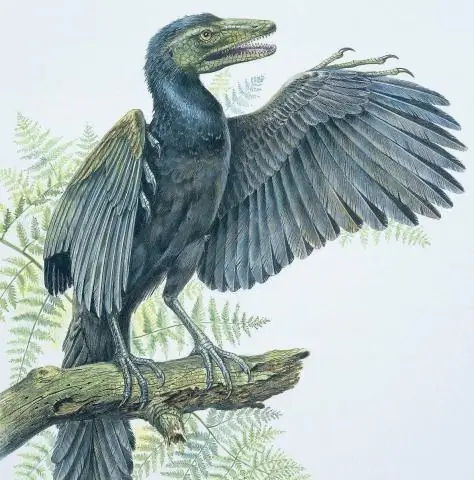 Древние птицы выбегают из яйца: перья, обнаруженные в ископаемом птенце возрастом 125 миллионов лет, показывают, что оно появилось из яйца